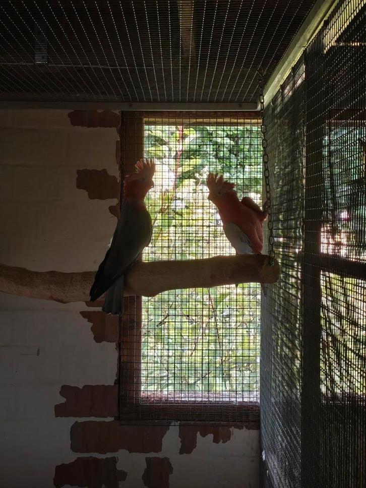 Kweekkoppels roze kakatoes, Dieren en Toebehoren, Vogels | Parkieten en Papegaaien