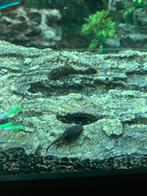 Te koop plecos