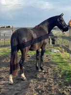 Chique 3 jarige Kjento x 007 merrie, Animaux & Accessoires, Chevaux, Cheval de dressage, Avec pedigree, 160 à 165 cm, Non dressé