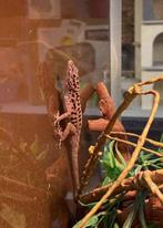 Saba Anolis, Animaux & Accessoires, Lézard, 0 à 2 ans