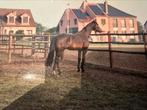 Holsteiner warmbloed paard ruin cormint - contender 1- monik, Dieren en Toebehoren, Paarden, Met stamboom, Ruin, Niet van toepassing