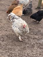 Hanen, Dieren en Toebehoren