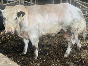 Keuze uit 3 super dekrijpe dekstieren ingeschreven, Mâle, 0 à 2 ans