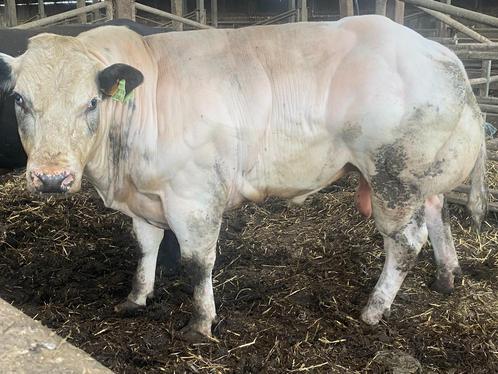 Keuze uit 3 super dekrijpe dekstieren ingeschreven, Dieren en Toebehoren, Runderen, Mannelijk, 0 tot 2 jaar