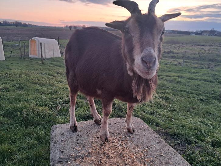 Choco tan dwergeit mieke, Animaux & Accessoires, Moutons, Chèvres & Cochons, Chèvre, Femelle, 6 ans ou plus
