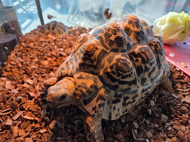 Mooie vrouwelijke panterschildpad, Animaux & Accessoires, Reptiles & Amphibiens