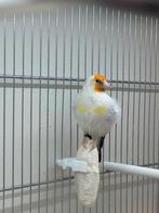 Chardonneret, Animaux & Accessoires