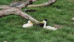 Koppel mooie jonge loopeenden, Dieren en Toebehoren, Meerdere dieren, Eend