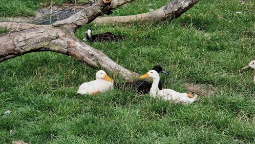 Koppel mooie jonge loopeenden, Dieren en Toebehoren, Pluimvee, Eend, Meerdere dieren