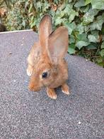 Te koop mooi komijn haas Vlaams reus is een voedster, Dieren en Toebehoren, Knaagdieren, April, Vrouwelijk, Overige typen, Tam
