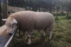 Schapen gezocht voor deze maand, Dieren en Toebehoren, Schapen, Geiten en Varkens