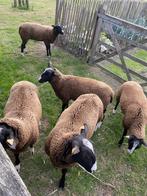 Schapen, Meerdere dieren, Schaap, 0 tot 2 jaar