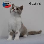 Britse Korthaar (Bicolor) kittens te koop, Meerdere dieren, Gechipt, 0 tot 2 jaar