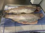 Zalmforel