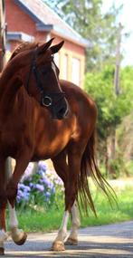 Beloftevolle dressuurmerrie zoekt amazone voor africhting, Dieren en Toebehoren, Paarden, Merrie, Niet van toepassing, Dressuurpaard