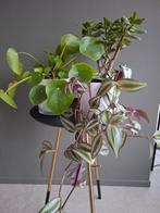 Drie planten met pot, Enlèvement, Plante succulente