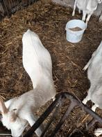 Dwerg geitjes, Dieren en Toebehoren