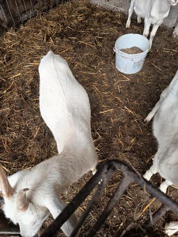 Dwerg geitjes  beschikbaar voor biedingen