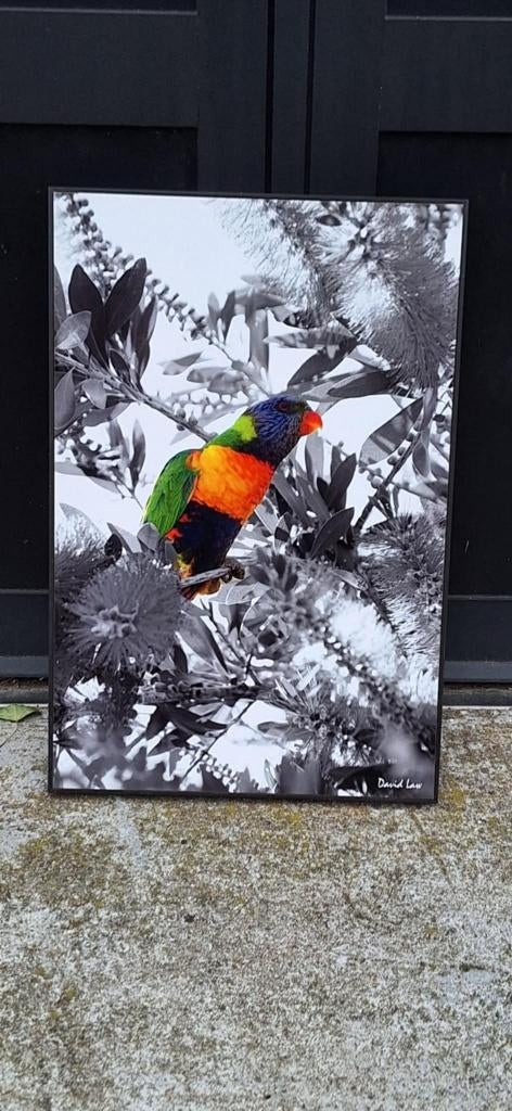 Kleurrijke Lorikeet foto door David Law (Parijs)., Antiek en Kunst, Ophalen of Verzenden