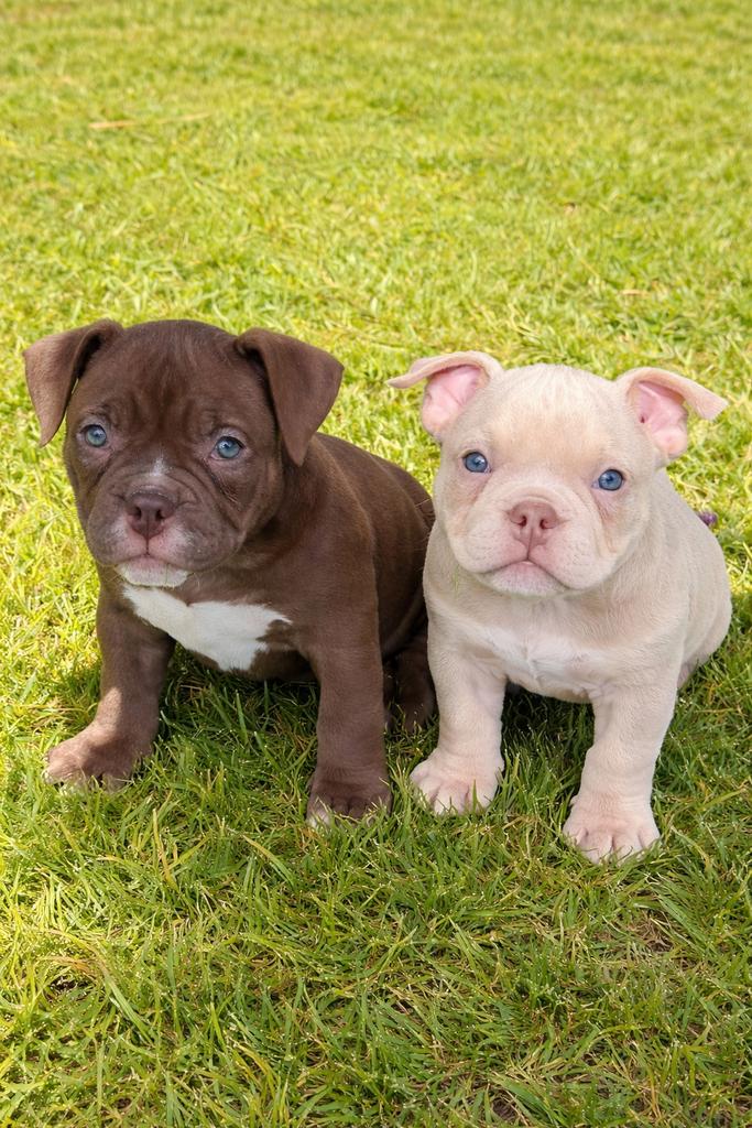 american bully,exotic,micro,teefje,reutje, Hépatite contagieuse (maladie de Rubarth), Bouledogue, Plusieurs, Belgique