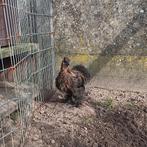 Haan zijdehoender, Dieren en Toebehoren, Mannelijk, Kip