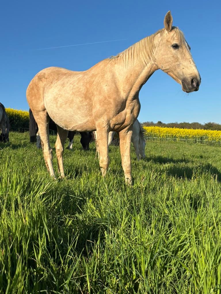 Chouette jument palomino, Animaux & Accessoires, Chevaux, Jument