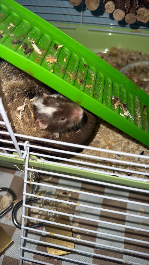 Kleur muisje, Dieren en Toebehoren, Muis, Mannelijk, Juli, Tam