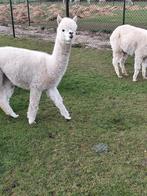 Witte alpaca merries te koop, Augustus, Vrouwelijk
