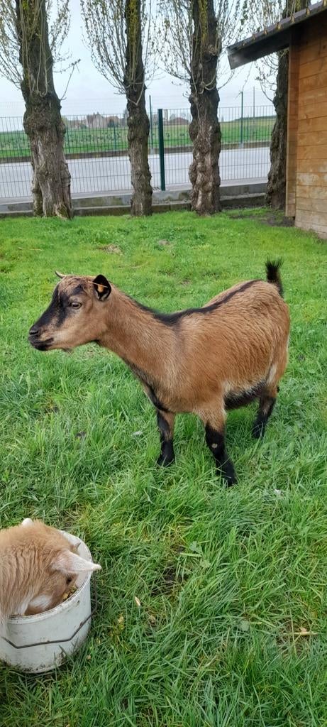 Dwerggeittje te koop