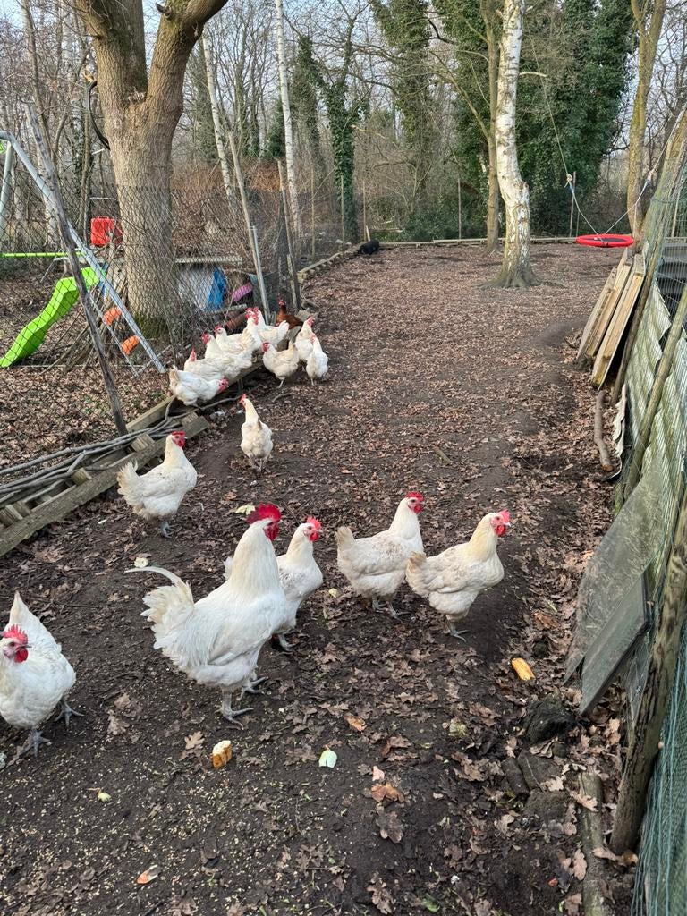 Broedeieren van poule de bresse, Animaux & Accessoires, Volatiles