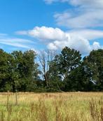 Dode boom, zelf omhakken, hout voor u, Tuin en Terras, Ophalen