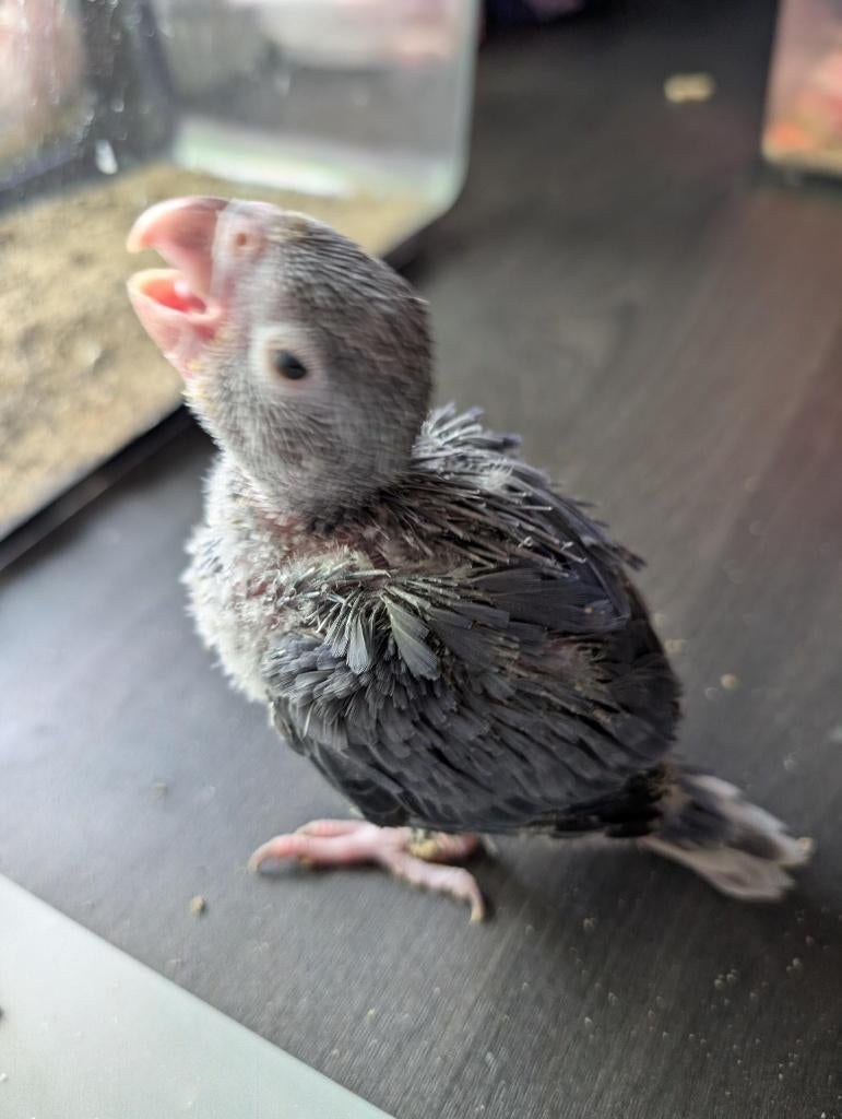 Perruche à Collier Cobalt TBQB élevée à la main, Dieren en Toebehoren, Vogels | Parkieten en Papegaaien, Parkiet, Tam, Geringd