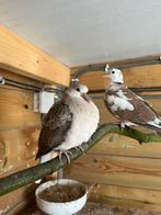 Lachduiven tortelduiven, Dieren en Toebehoren