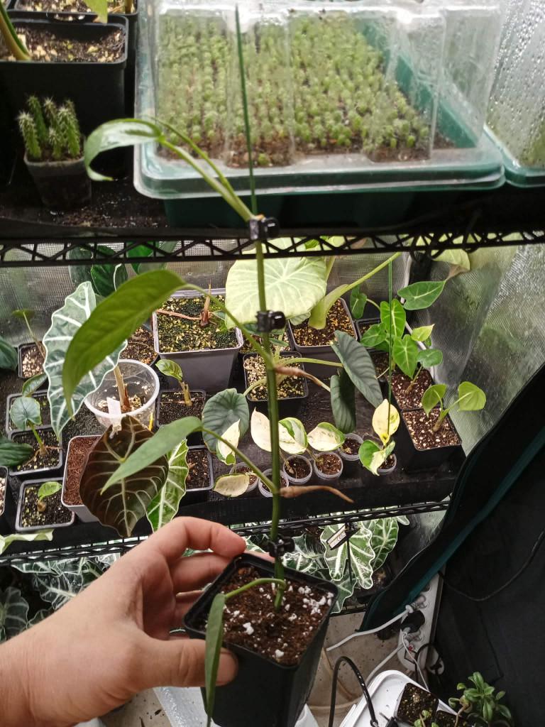 Epipremnum pinnatum Bleu de Cebu, Autres espèces, En pot, Moins de 100 cm, Enlèvement