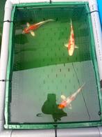 3 japanse kois 20/25cm, Carpe ou Koï