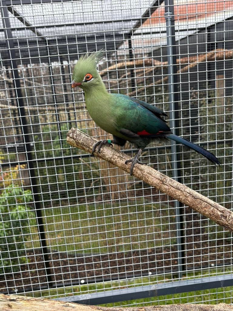 Schalowi toerako, Mâle, Oiseau tropical, Domestique