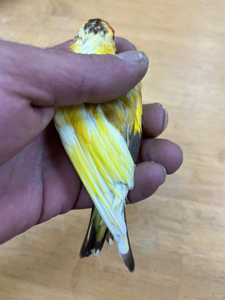 Chardonneret panaché Normandie orne, Animaux & Accessoires, Oiseaux | Oiseaux Autre, Plusieurs animaux, Oiseau chanteur sauvage