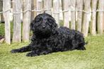 Prachtige Mini Labradoodle pups, met stamboom, Dieren en Toebehoren, Parvo, België, Overige rassen, 8 tot 15 weken