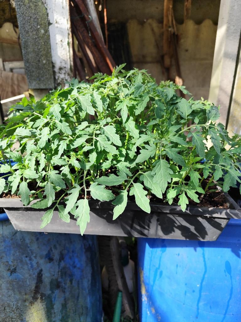 kersttomaatjes, Jardin & Terrasse, Produits de culture, Enlèvement, Neuf, Autres types