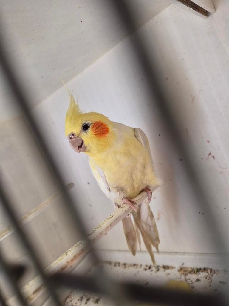 A donner 2 calopsite, Animaux & Accessoires