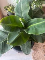 Bananenplant met pot, Ophalen