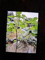 Vijgenboom, Ophalen, In pot, Vijgenboom