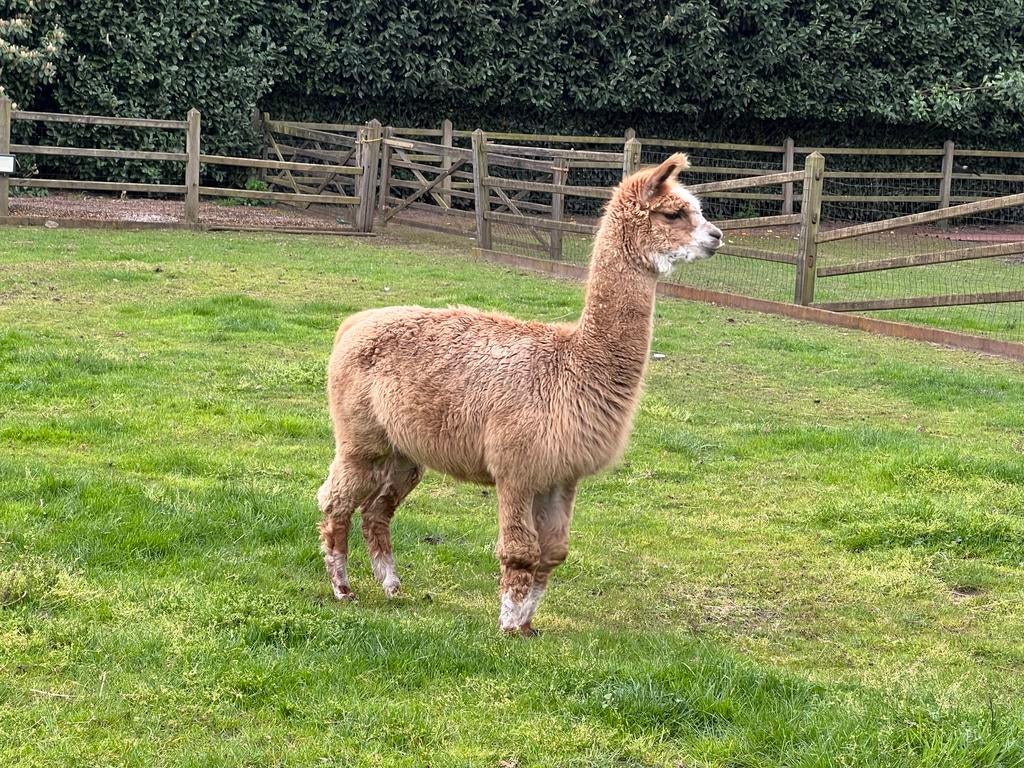 Te koop, prachtige fawnkleurige alpaca hengst ., Dieren en Toebehoren, Schapen, Geiten en Varkens, Mannelijk, 3 tot 5 jaar