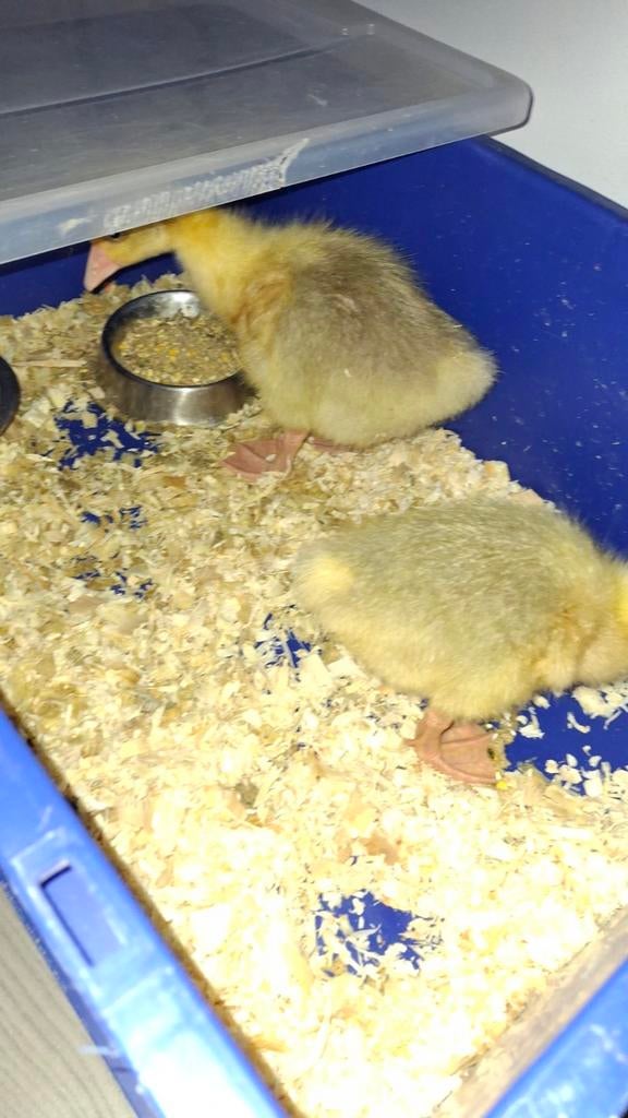 Ganzen kuikens, Dieren en Toebehoren, Pluimvee