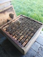 Bijenvolken te koop, Dieren en Toebehoren, Bijen