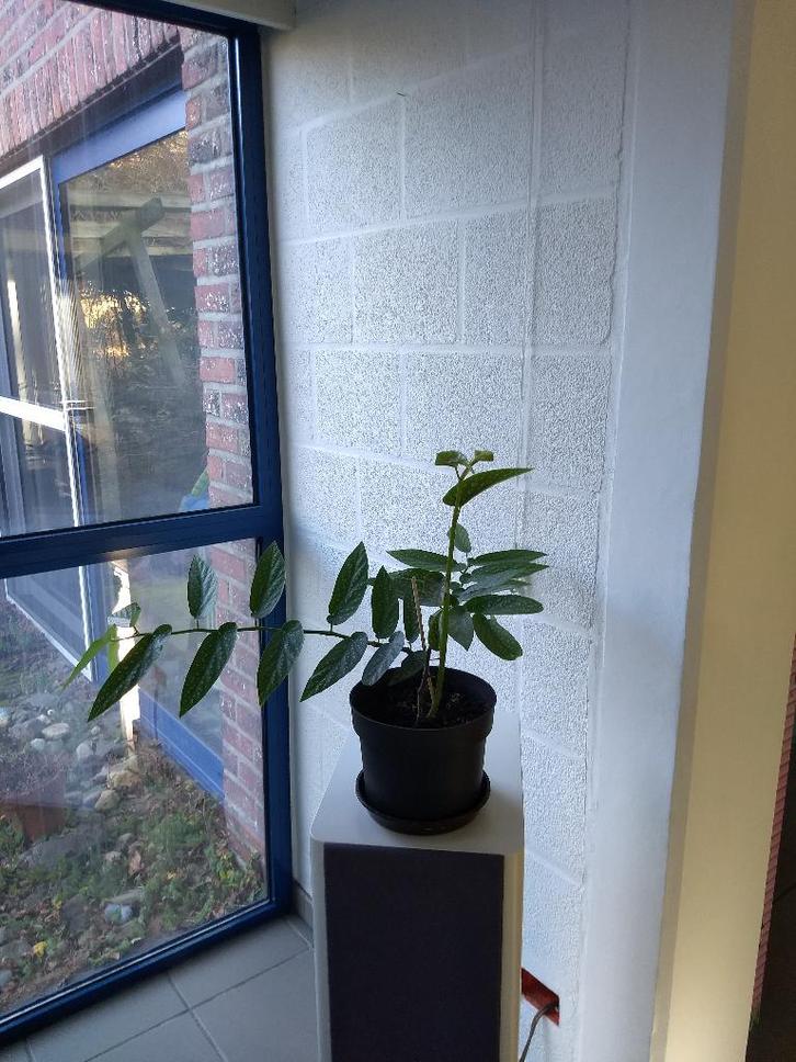 Stippenbegonia-Begonia maculata (kamerplant), Huis en Inrichting, Kamerplanten, In pot, Ophalen