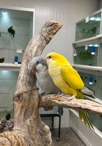 2 tamme muisparkieten ( in nl ), Dieren en Toebehoren, Meerdere dieren, Parkiet, Pratend