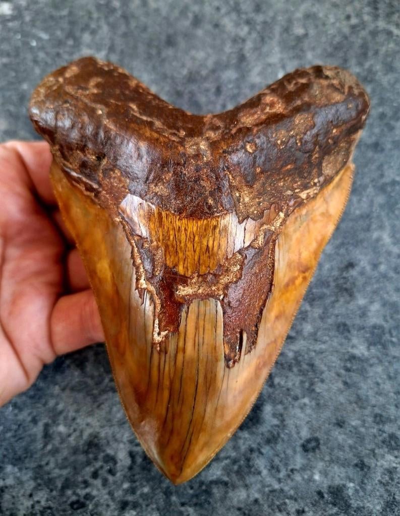 zeer grote Megalodon tand indonesia 14.1x10.4x2.5 CM, Ophalen of Verzenden, Fossiel
