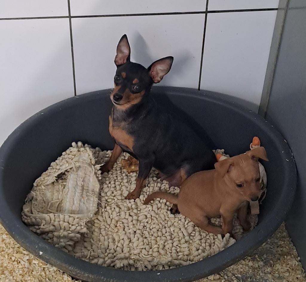 Dwergpinscher (met stamboom geteste ouders), Parvo, België, Overige rassen, 8 tot 15 weken
