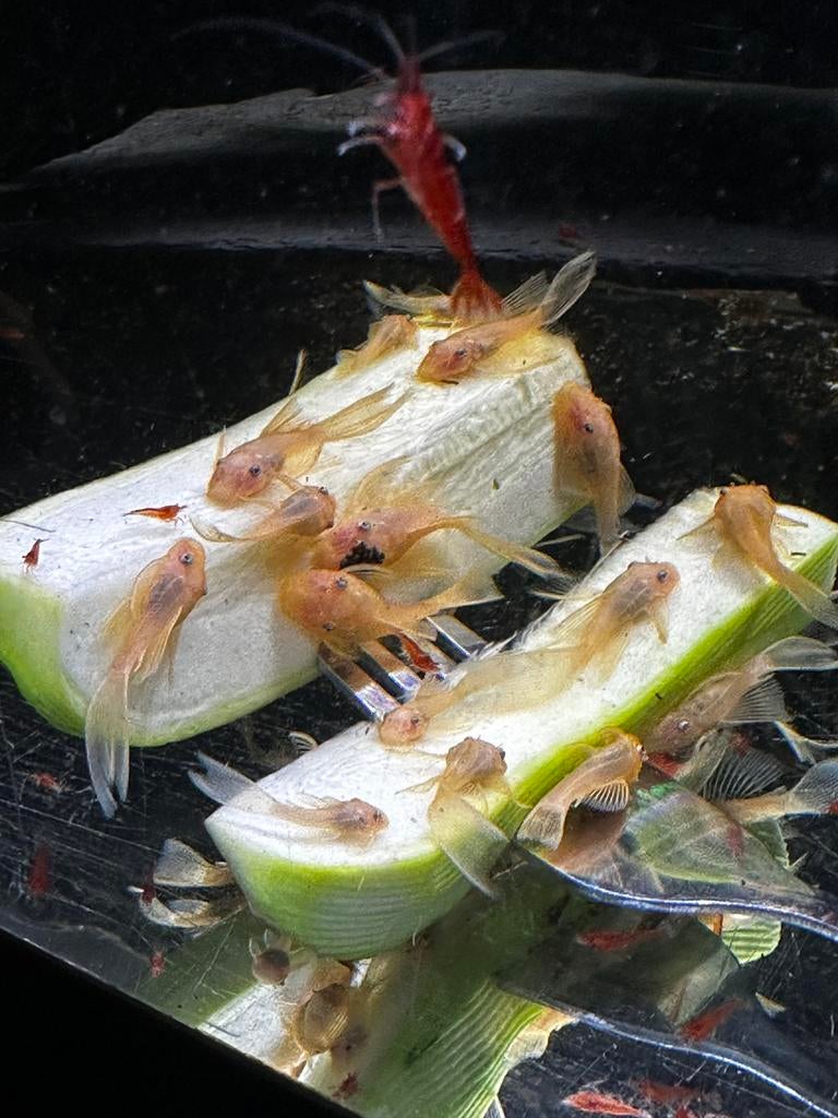 Ancistrus L144 yeux bleus à longues nageoires, Animaux & Accessoires, Poisson, Poisson d'eau douce